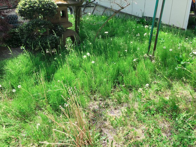 草抜き前の状況です!このたくさんの草が…