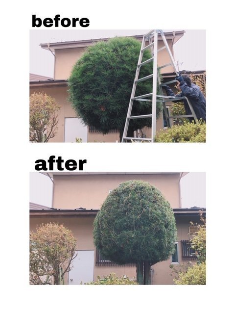 剪定も無事完了です(^^)